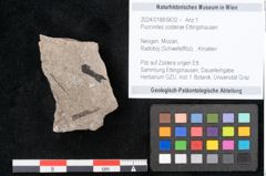 Foto (Objekt + Etikett) von Puccinites zosterae Ettingshausen (NHMW-GEO-2024-0188-6632)